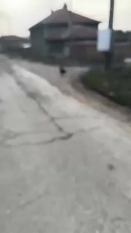 The video shows a black and brown dog standing on a cracked concrete road in a rural setting. The dog is facing the camera and looks to be of small to medium size. In the background is a building with a red tile roof and a power pole. The overall lighting suggests it is either early morning or late afternoon on an overcast day. The camera moves slightly towards the dog.