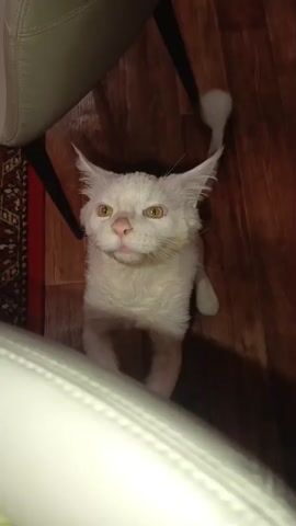 A white cat with yellow eyes stands on its hind legs, reaching up with its front paws towards an unseen object or person. The cat's fur appears slightly damp, and its tail is held upright in a question mark shape. The background consists of a wooden floor and parts of furniture, including what appears to be a chair and a rug. The lighting is dim.