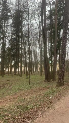 The video presents a still shot of a forest scene. Numerous tall, slender trees with bare branches dominate the view. Some evergreen trees are interspersed among the deciduous ones. The ground is covered with a mix of green foliage and fallen brown leaves. In the distance, a building with a light-colored facade is visible through the trees. A gravel path runs along the lower right edge of the frame. The sky is overcast, suggesting a cloudy day. No people or animals are visible in the video.