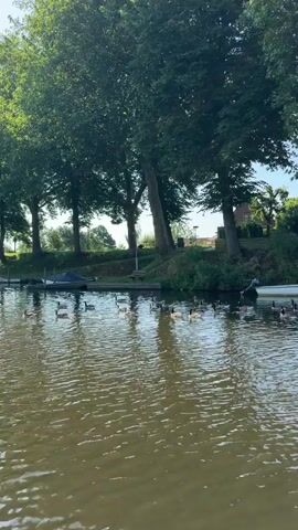 The video captures a serene waterscape with a flock of ducks swimming in a calm, brown river. The riverbank is lined with lush green trees, casting shadows on the water. A few boats are moored along the bank, and a house can be seen in the background. The atmosphere is peaceful and natural, with the sound of ducks and gentle ripples on the water.