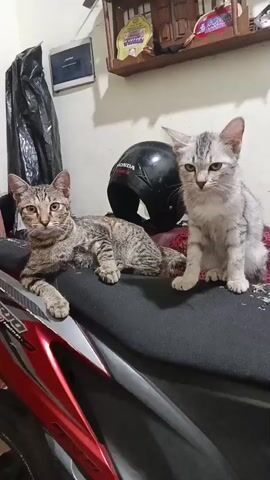 Two kittens are on a motorcycle seat. The kitten on the left is tabby and lying down. The kitten on the right is grey and sitting up. A black helmet is behind the kittens. The background shows a wall and a shelf with items on it.