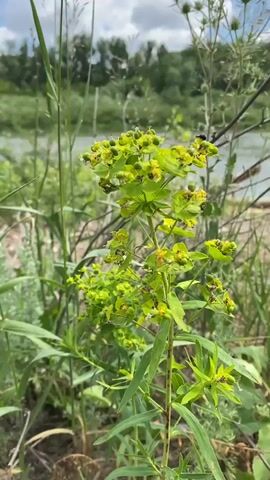 A close-up video captures a vibrant green plant with small, yellow-green flowers and numerous seed pods. The plant is in focus, with its delicate leaves and stems clearly visible. In the background, a body of water, possibly a river, flows gently. The banks of the river are lined with lush greenery and trees, suggesting a natural, outdoor setting. The sky above is partly cloudy, with white clouds scattered across a pale blue expanse. The overall impression is one of peaceful natural beauty, with the plant serving as the focal point of the scene.