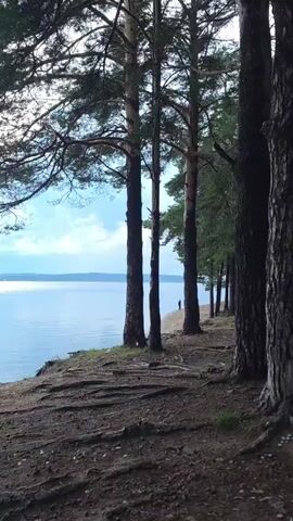 The video pans across a peaceful scene of a lake bordered by a dense pine forest. The camera focuses on the trees along the shoreline, with their exposed roots creating an intricate pattern on the sandy ground. In the distance, a lone figure stands by the water's edge, appearing contemplative. The water itself is calm and reflects the pale sky, hinting at a serene, possibly overcast day. The overall impression is one of tranquility and natural beauty.