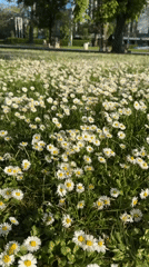 Spring afternoon captured in Plovdiv park with daisies