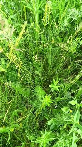 A video shows a close-up view of green grass and plants. Several small insects are visible among the vegetation. The camera pans slightly, revealing different areas of the grassy environment. In one section, a grasshopper is perched on a plant stalk, and a small bee is seen near a tiny white flower.