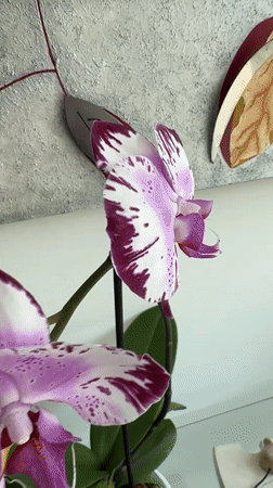 Resident documents quiet home moments with pet, plants in Mexico