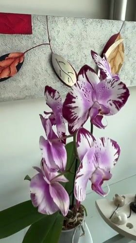 Resident documents quiet home moments with pet, plants in Mexico