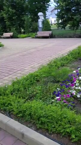 The video shows a park with a flower bed in the foreground. The flower bed contains various colorful flowers, including pink, purple, and white petunias, as well as lavender. There are also green bushes surrounding the flower bed. In the background, there is a paved walkway, benches, trees, and some buildings. A Ferris wheel is visible in the distance, and a fountain with pink lights can be seen towards the end of the video. There are several people scattered throughout the park, sitting on benches or walking. One couple is sitting on a bench in the background, and another person is walking along the paved path at the end of the video. The overall scene is a pleasant park setting with a focus on the blooming flowers.