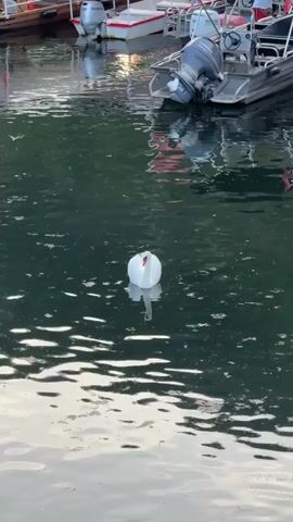 A white swan with an orange beak is floating in dark green water with some debris. In the background, the reflections of boats are visible in the water, and the hulls of at least two boats are partially visible above the water. One of the boats appears to have a silver outboard motor. The water's surface is rippling.