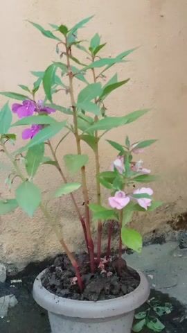 A potted plant with pink and purple flowers is shown in this video. The plant has green leaves and red stems. It is in a gray pot, and the background is a beige wall. The video is filmed in a close-up shot, and the plant is the only subject.