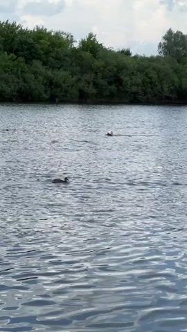 A video shows two ducks swimming on a body of water. One duck is closer to the viewer and appears to be a darker color. The other duck is further away and is partially obscured by the ripples on the water. In the background, there is a line of trees along the bank of the water. The sky is cloudy.