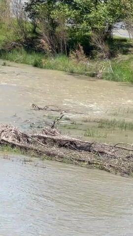 The camera films a slow-flowing river with muddy water. The river is bordered on both sides by grassy embankments with green trees and shrubs. A large collection of dead tree branches is trapped in the middle of the river. A black bird is seen flying over the water before landing on the dead branches.