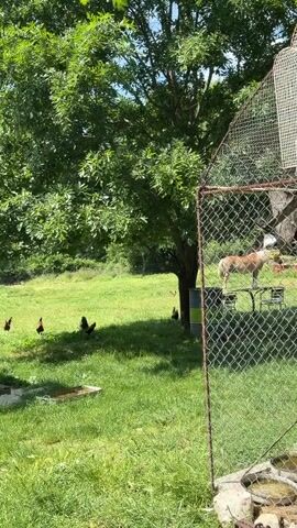 The video shows an outdoor scene with chickens roaming freely on a grassy area, while a tan donkey stands atop a table in the background. In the foreground, a large cage made of wire mesh contains a turkey. The turkey is standing on a bed of straw and has a distinctive red and blue wattle. Outside the cage, there are trees and vegetation. The camera zooms in on the turkey, capturing its detail and the surrounding environment. A red and pink car is visible in the background beyond the cage.