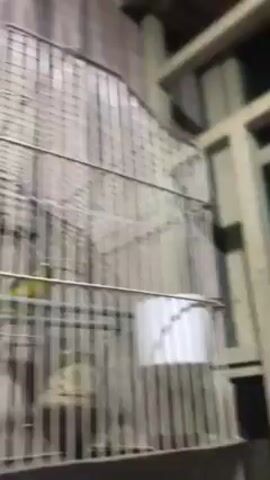 The camera angle is low, looking up at a birdcage made of metal bars. Inside the cage, a small green and yellow bird is perched. There is a white container, likely for food or water, attached to the bars. The background shows parts of a building interior, with a wall covered in a patterned material and a wooden structure. The camera zooms in slightly on the bird inside the cage.