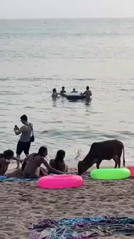 The video shows a beach scene with several elements of interest. In the foreground, a brown cow stands near the shoreline, appearing to graze or investigate items scattered on the sand, including bright pink and green inflatable rings. Several people are seated or standing nearby, some interacting with the cow. Further back, a group of individuals are in the water, gathered around a white inflatable raft. One man on the beach is taking a photo. In the distance, the ocean stretches out to the horizon, where a small, rocky island is visible. The setting sun casts a warm, golden glow over the water and the island. As the video progresses, two men are seen walking along the shoreline.