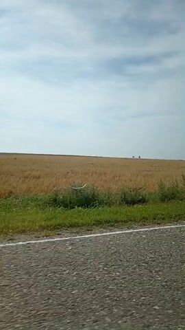 The video shows a view from inside a vehicle traveling along a paved road. On the right side of the road is a large field of golden-colored crops, possibly wheat, extending to the horizon. There are some green grasses and bushes along the edge of the field. The sky is partly cloudy. In the distance, there are a few indistinct structures, possibly trees or buildings. The video captures a segment of the journey, with the road and the landscape in motion.