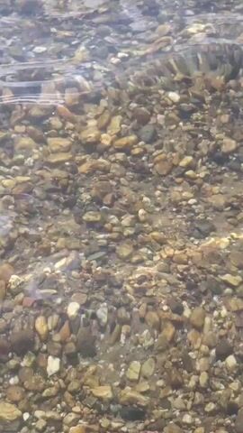 This media file captures a serene outdoor scene at Markkleeberg, Germany. The primary subjects are the clear, shallow water of a lake or river and its rocky bed. The water is gently rippling, and sunlight glints off its surface, creating bright, sparkling highlights. The rocky bottom is visible through the transparent water, with a variety of smooth, rounded stones in shades of brown, grey, and tan.

In the distance, the expansive water stretches towards a tree-lined horizon. A small sailboat with a white sail can be seen in the middle ground, indicating recreational activity on the water. The sky above is partly cloudy with scattered white clouds against a blue backdrop, suggesting fair weather. The overall impression is one of a peaceful, sunny day, likely late morning or early afternoon given the bright sunlight. There are no people visible in the footage, emphasizing the natural beauty of the location. The scene evokes a sense of tranquility and a connection with nature. No text is visible in the media file.