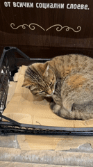 Evening scenes documented across Dobrich: sleeping cat, playground, beer