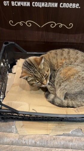 Evening scenes documented across Dobrich: sleeping cat, playground, beer