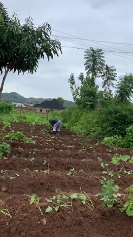 A person is bent over and working in a field of young plants. The field has rows of freshly turned soil and small green shoots. In the background, there are trees, houses, and a cloudy sky. The person appears to be tending to the plants, possibly weeding or cultivating the soil.