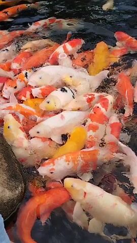 A school of colorful koi fish swim in dark water. The fish are various shades of white, orange, and yellow, and some have black markings. They are densely packed together, appearing to be feeding or interacting. The water is rippled, suggesting movement.