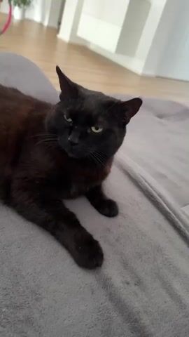 A black cat with green eyes lies on a grey blanket. The cat is looking to its left with its ears pointed up. The background shows a wooden floor and white furniture.