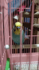 Budgies in a pink cage, a dusky sky, and home details in Minsk
