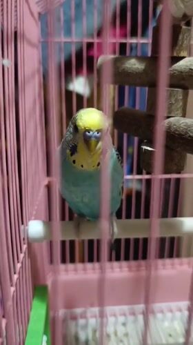 Budgies in a pink cage, a dusky sky, and home details in Minsk