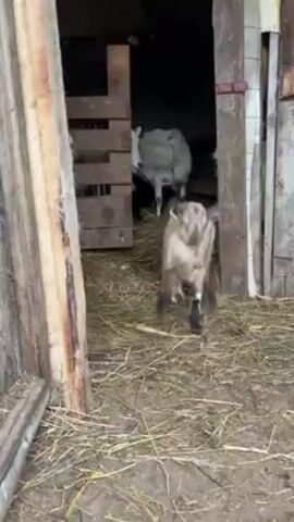 A close-up video shows a light brown baby goat with black hooves and a white forehead moving quickly toward the camera. The goat approaches a person's outstretched hand, taking something from their palm. The goat then turns around. The goat is in a barn area, with hay on the floor and wooden structures visible in the background, including a sheep in the distance.