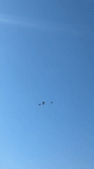 Five birds fly in formation over Chaikovsky, Russia