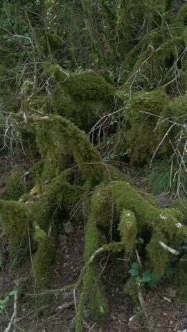 The video shows a close-up view of moss-covered branches and rocks in a forest. The lighting suggests it is daytime. There are no people or animals visible. The overall impression is of a dense, overgrown natural environment.