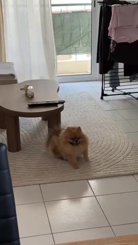 A tan-and-white Pomeranian dog sits on a beige rug in a living room. The dog is facing forward and wags its tail. A small wooden table with a candle and remote control sits to the dog’s left. A white curtain is behind the table and a window with a balcony can be seen through the curtain. A black clothing rack holding several items of clothing is to the right of the rug. White tiled flooring is visible around the rug. A black chair is visible in the bottom left of the frame. The dog looks up and to its right and shifts position.