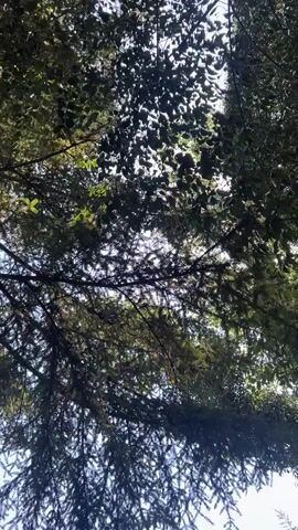 The video shows a downward-facing view through the branches and foliage of trees. The sun is visible through the leaves, creating a dappled light effect. The scene appears to be outdoors, likely in a forest or wooded area. There are no people or discernible objects other than the trees and their leaves. The overall impression is one of looking up into the canopy of a forest.