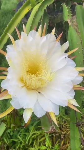This is a close-up video of a large, white dragon fruit flower with a yellow center. Several small, dark insects, likely bees or ants, are visible crawling on the petals and within the stamens of the flower. The flower is surrounded by green dragon fruit plant stems and some blurred green foliage in the background. The lighting suggests it is daytime. There are no people in the video.