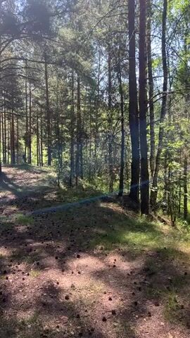 A person is walking through a pine forest. The ground is covered with pine needles and cones. The sun is shining through the trees, creating dappled shadows. The trees are tall and thin, with green needles. The person is wearing dark clothing and is walking away from the camera.