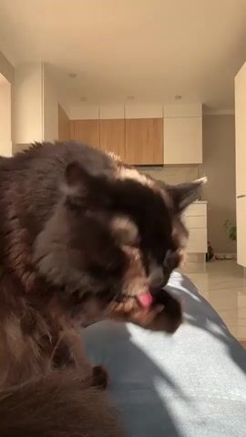 A close-up video shows a fluffy brown cat grooming its paw. The cat is lying on a blue surface, possibly a lap. Sunlight streams in from the right, casting shadows on the cat and the surface. In the background, a modern kitchen with white and wood cabinets is visible. The cat licks its paw repeatedly, with its pink tongue clearly visible. The camera is static and positioned at eye level with the cat.