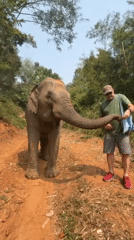 Tourist-elephant interactions captured on forest paths in Thailand