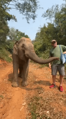 Tourist-elephant interactions captured on forest paths in Thailand