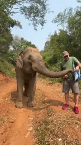 Tourist-elephant interactions captured on forest paths in Thailand