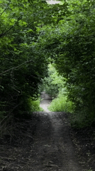 Sunlit forest trail winds through dense woods near Rostov-on-Don