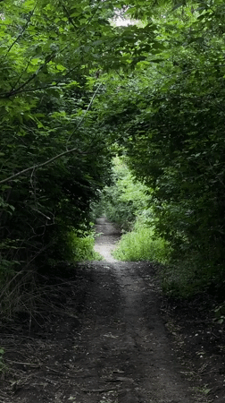 Sunlit forest trail winds through dense woods near Rostov-on-Don