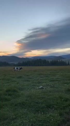 A black and white cow stands in a grassy field during sunset. The sky is filled with dramatic clouds, with orange and pink hues near the horizon. In the distance, a line of trees and hills forms the background.