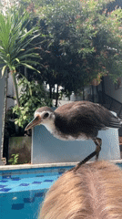 Dusky Moorhen bird perches on swimmer's head at Indonesian resort