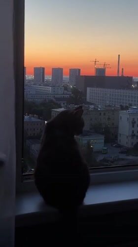 Cat on a windowsill, watching the sunset over a Russian city
