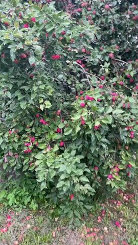 A full shot of a vibrant, green tree laden with small, round, red fruits. The tree's branches are densely packed with leaves, and the red fruits are scattered throughout, some appearing to be ripe. The ground beneath the tree is covered with fallen fruits and green foliage. The overall impression is one of abundance and nature's bounty.