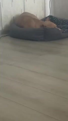 A tan dog sleeps soundly on a gray dog bed with a black and white patterned inner lining. The dog bed is positioned against a light-colored wall with vertical striped wallpaper. The floor is made of light gray laminate wood. A black electrical cord is visible trailing from the wall behind the dog bed. The video captures the dog resting in a peaceful slumber.