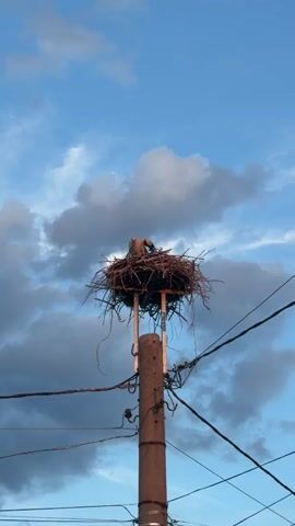 A bird is nesting on a utility pole. The bird is a dark color and is nestled in the center of a large nest made of twigs. The nest is situated on top of a metal structure that is attached to the utility pole. The utility pole is made of concrete and has electrical wires running around it. The sky in the background is blue with some clouds.