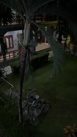 A dark, high-angle, outdoor shot captures a grassy area at night, illuminated by soft yellow lights. In the foreground, a tall palm tree partially obscures the view. At the base of the tree, several bicycles with baskets are parked on the grass. In the background, a two-story building with wooden balconies and railings can be seen, with some windows visible. The scene suggests a quiet, peaceful evening in a residential or resort setting.