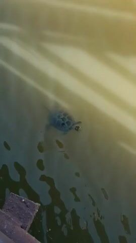 A small turtle swims in murky, greenish-brown water. The water is reflecting light from above, creating bright horizontal streaks. The turtle is dark in color with a patterned shell, and its head is turned slightly to the side. There are some darker, rippling areas in the water closer to the bottom of the frame, possibly indicating deeper areas or shadows. In the bottom left corner, a dark, rough surface is visible, suggesting the edge of a bank or a structure. The overall lighting suggests it could be daytime, and the water's murkiness may indicate a pond, lake, or slow-moving river. No people are visible, and there is no discernible text in the media file. The activity is simply the turtle swimming in its natural habitat.
