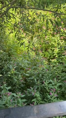 This is a vertical video showing a dense, overgrown area with lush green foliage and small purple flowers. The camera is positioned looking down into the vegetation from above. Sunlight filters through the leaves, creating dappled light and shadow. The overall impression is one of a natural, wild landscape. There are no people or animals visible, and no discernible actions or interactions are taking place. The environment appears to be an outdoor, natural setting, possibly a garden or a woodland edge.